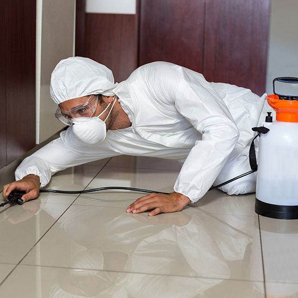 Knockout Inc Exterminators | Pest Control | North Central Arkansas