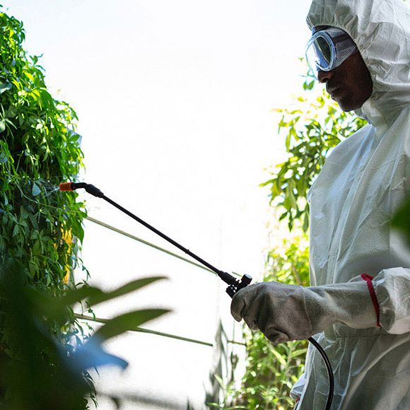 Knockout Inc Exterminators | Pest Control | North Central Arkansas